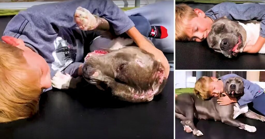 Dog Who Wouldn’t Fight Back In The Ring, Gets The Hug She’s Been Waiting For