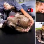 Dog Who Wouldn’t Fight Back In The Ring, Gets The Hug She’s Been Waiting For