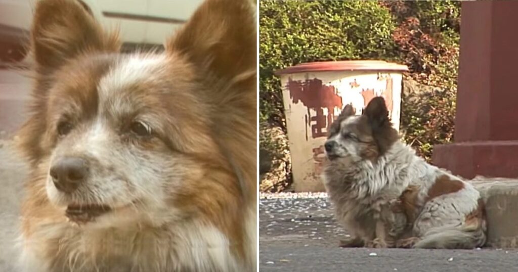 Abandoned Dog, After 10 Years, Is Still Waiting For Her owners In The Same place