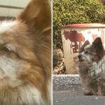 Abandoned Dog, After 10 Years, Is Still Waiting For Her owners In The Same place