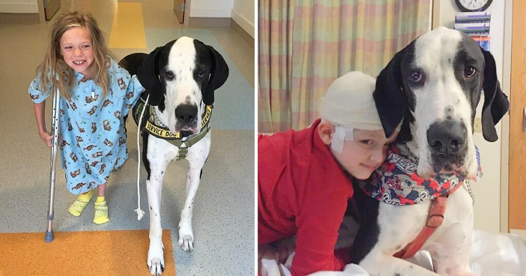 A devoted dog has taken on the role of caretaker and walking companion for a little girl during her hospital visits, providing her with the love and support she needs during a difficult time.