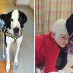 A devoted dog has taken on the role of caretaker and walking companion for a little girl during her hospital visits, providing her with the love and support she needs during a difficult time.