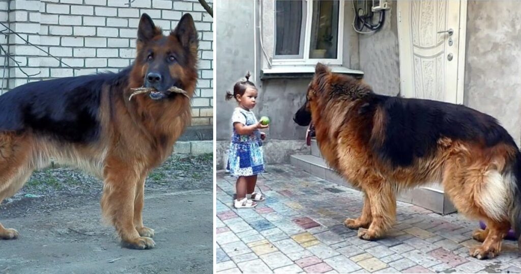 Heartwarming Story of a Girl Who Rescued an Unloved Dog in the Market and Gave it the Love it Deserves.