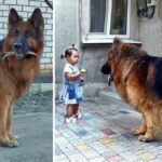 The girl rescued a big dog from the market. Nobody loved it, while it wanted warmth and happiness