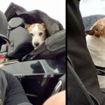 Biker sees man beating dog on highway so he rescues the canine and makes him his new co-pilot