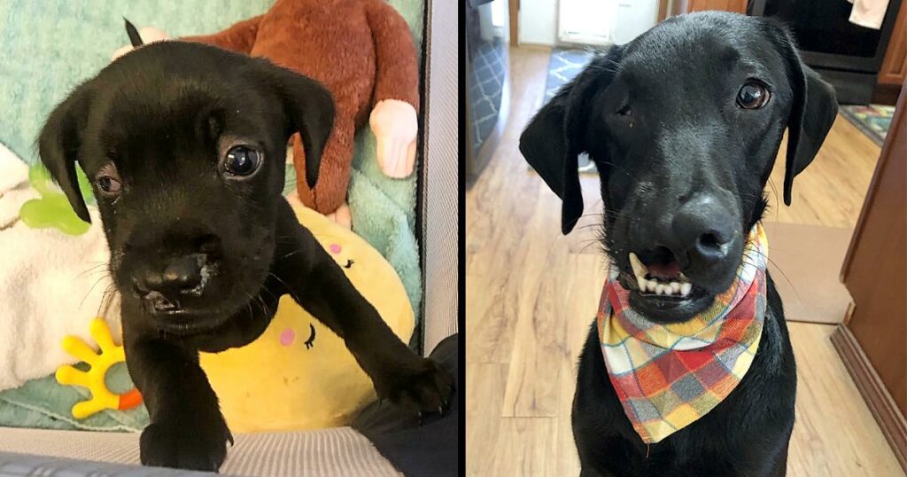 Black Labrador Born With A Cleft Lip And Palate Can Finally Play