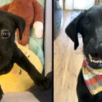 Black Labrador Born With A Cleft Lip And Palate Can Finally Play