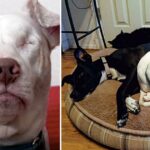 Blind & Deaf Shelter Dog Thought No One Would Love Him, Until He Met His Family