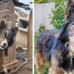 Blind Dog Chained In Its Small House For More Than 13 Years Is Saved And Has A Second Chance At Life