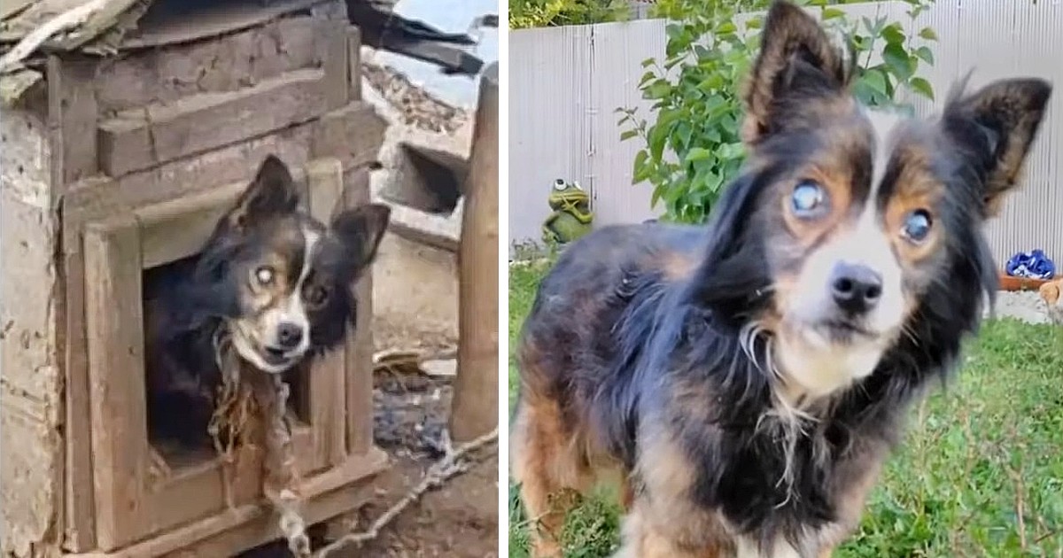 Blind Dog Chained In Its Small House For More Than 13 Years Is Saved And Has A Second Chance At Life