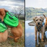 Blind Staffie Finds A Guide In His Forever Friend