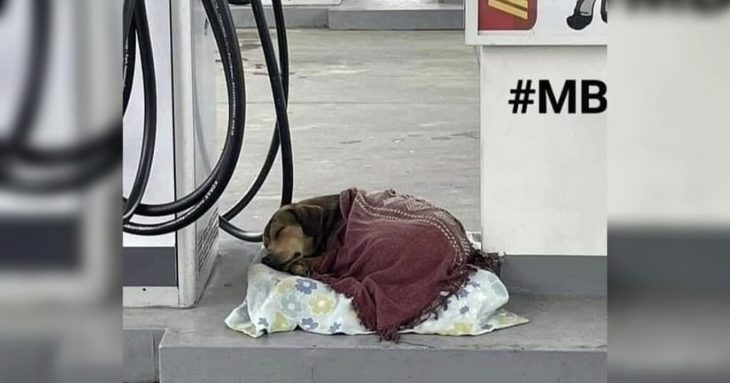 A gas station attendant selflessly helped a stray dog by providing a warm blanket, creating a heartwarming scene that touched passing pedestrians