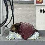 A gas station attendant selflessly helped a stray dog by providing a warm blanket, creating a heartwarming scene that touched passing pedestrians