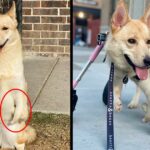 Born with Misshapen Front Legs, Thumbelina the Dog Is Ready for a Home After Relearning to Walk.