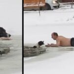 Braνe Man Runs Onto Icy Pond With No Shoes Or Shirt To Save Drowning Dog