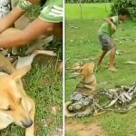 Brave Boys Fight Off Huge Snake With Sticks And Leaves After It Wraps Itself Around Pet Dog And suffocate Him