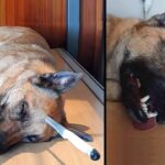 Brave Dog Gets Stabbed In The Head While Saving His Human, Survives Miraculously