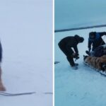 Brave Dog Saves His Owner’s Life On A Frozen River In Siberia