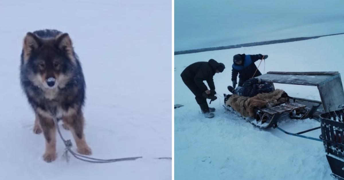 Brave Dog Saves His Owner’s Life On A Frozen River In Siberia