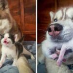 Brave Husky Found A Box Full Of Kittens In The Forest And Adopted Them