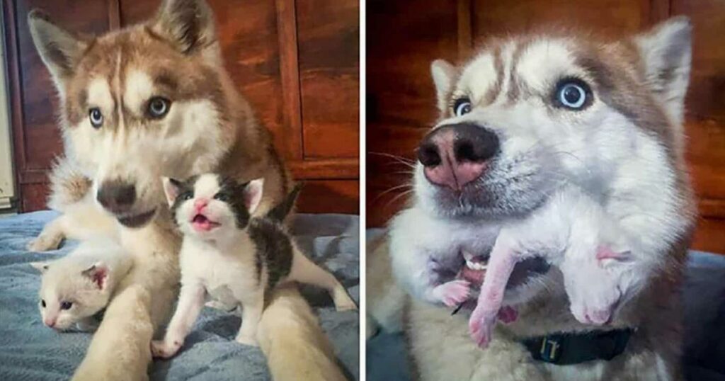 A heroic husky rescues 7 abandoned kittens in the woods, stepping in as their nurturing mother and forming an extraordinary, unbreakable bond