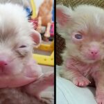 Breeder Couldn’t Profit From Tiny Albino Puppy So He Left Him On The Ground