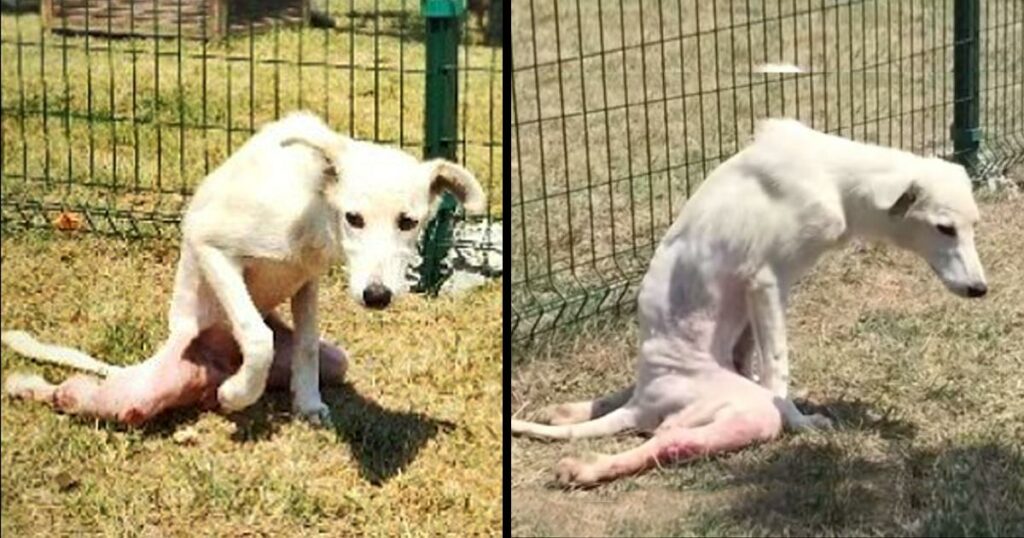 Broken Dog Who Has Been Thrown Like Trash Could Takes His First Steps