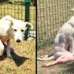 Broken Dog Who Has Been Thrown Like Trash Could Takes His First Steps