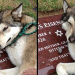 Broken Hearted Husky Can Not Stop Sobbing On The Tombstone Of His Owner