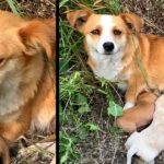 Broken-Hearted Mama Dog Waited On Roadside For Her Owners To Come Back For Her