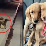 Brother puppies go from living in the cold of the streets to enjoying the comforts of a home