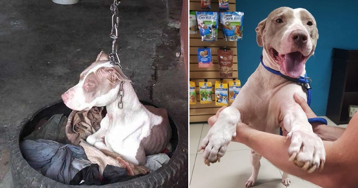 Guard Dog Found Hanging From Short Chain Gets Help Just in time