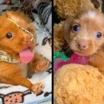 ‘Bubble Puppy’ finally able to live in the real world