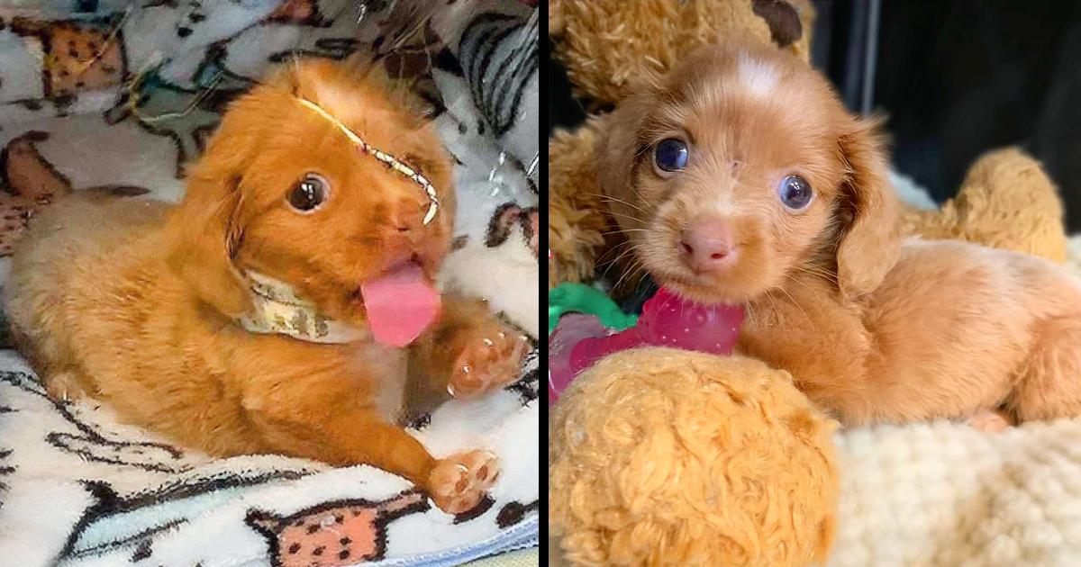 ‘Bubble Puppy’ finally able to live in the real world