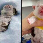 Bulldog Born Without Foot Was Buried In Snow By Owner Who Deemed Him ‘Useless’