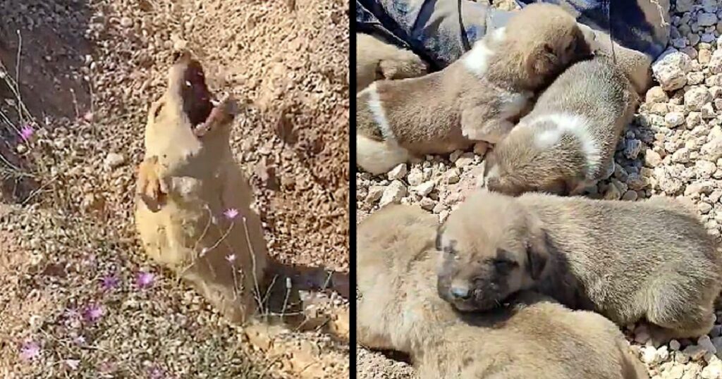 Buried Up To Her Neck, Dog Howled With All Her Might Asking To Save Her And Her Dying Puppies Under The Ground