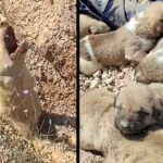 Buried Up To Her Neck, Dog Howled With All Her Might Asking To Save Her And Her Dying Puppies Under The Ground