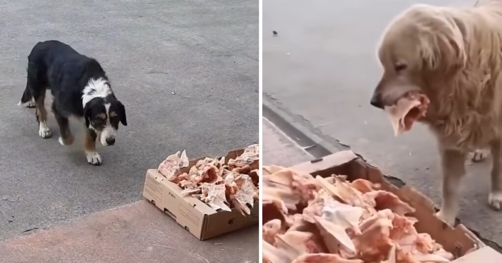 The butcher leaves food portions at the store for homeless dogs: Awesome!