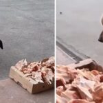 The butcher leaves food portions at the store for homeless dogs: Awesome!