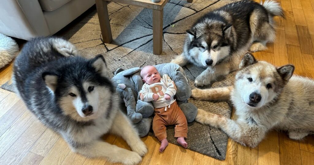 The World’s Safest Baby: Protected by Three Giant Dogs