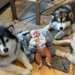 The World’s Safest Baby: Protected by Three Giant Dogs