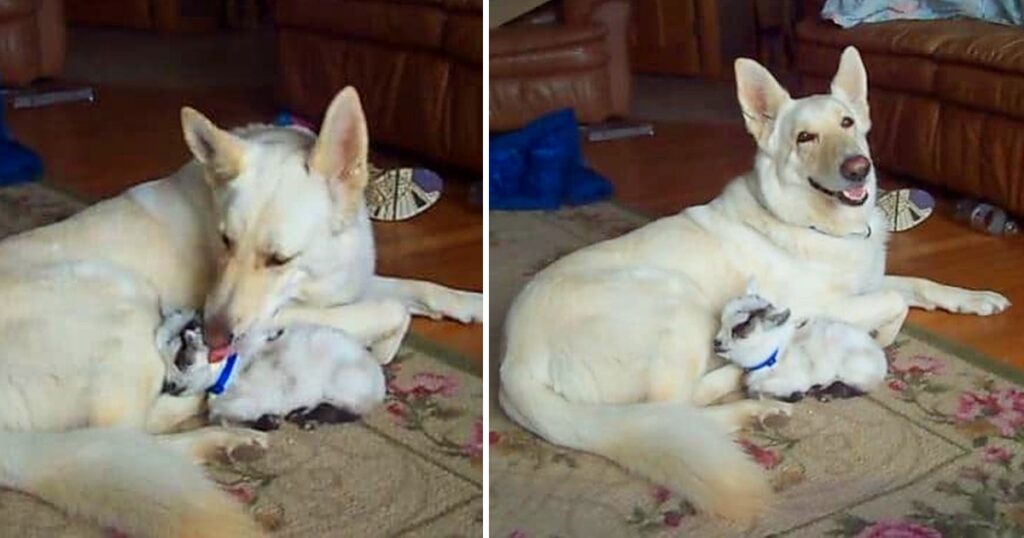 The Baby Goat Believes This German Shepherd Is Her Mother, And The Dog Adores Her.