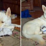 The Baby Goat Believes This German Shepherd Is Her Mother, And The Dog Adores Her.