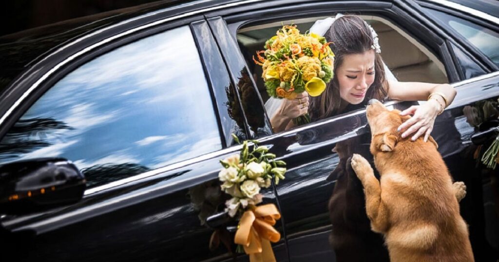 The dog chased tirelessly, longing for one last look at its beloved owner