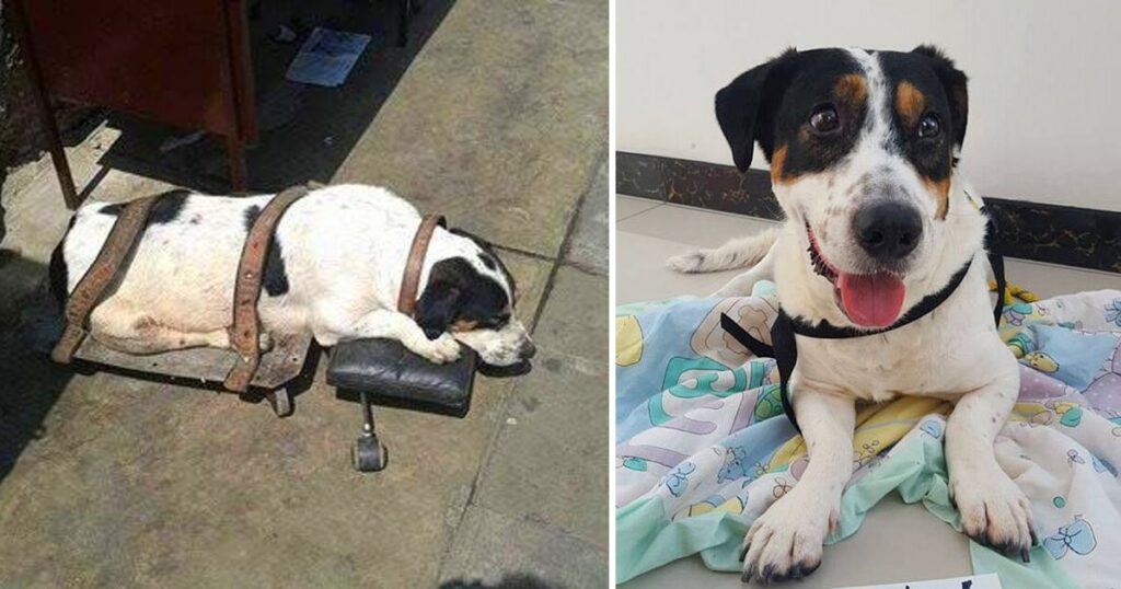 Rescuing an Abandoned Pooch Stranded at a Train Station After Weeks of Neglect. ‎