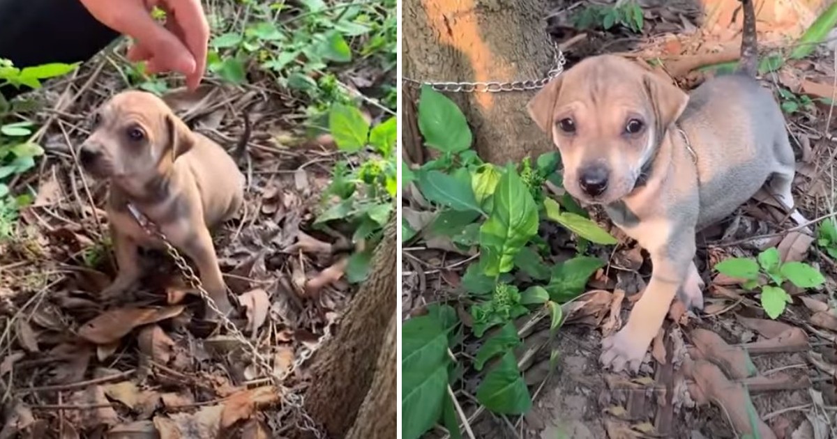 The poor dog that was tied to the root by the bad guys for many days is earnestly begging for help from everyone and a miracle has come to him in this fateful moment