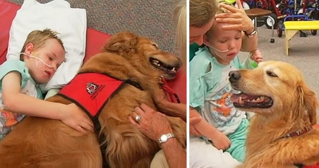 Boy With Brain Injury Won’t Wake Up, Family Says Goodbye, As Dog Lay On Top Of Him And A miracle Has Happened