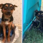 Puppy takes care of a small kitten after they were both left in a field