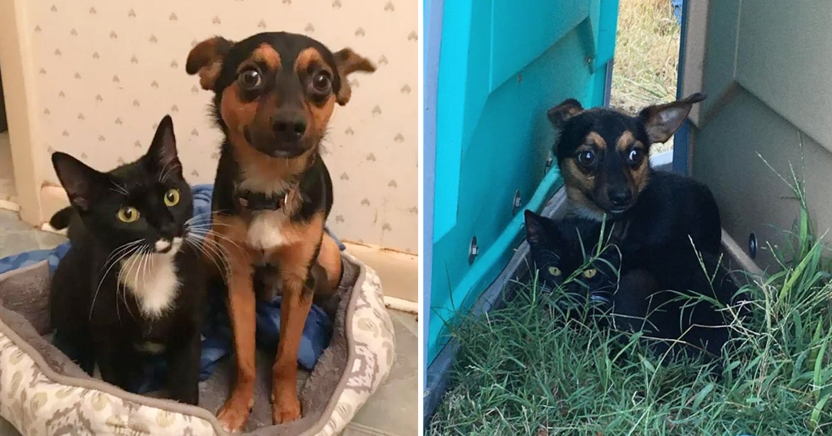 Puppy takes care of a small kitten after they were both left in a field