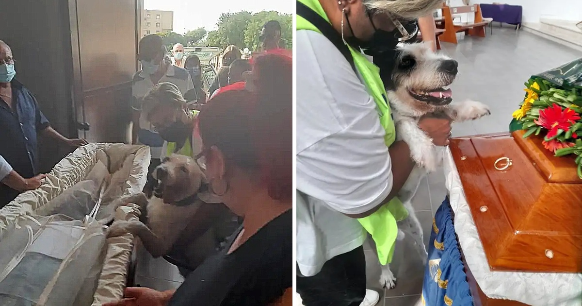 The Dog Cried Beside The Coffin Of Its Owner Because It Didn’t Want It To Depart